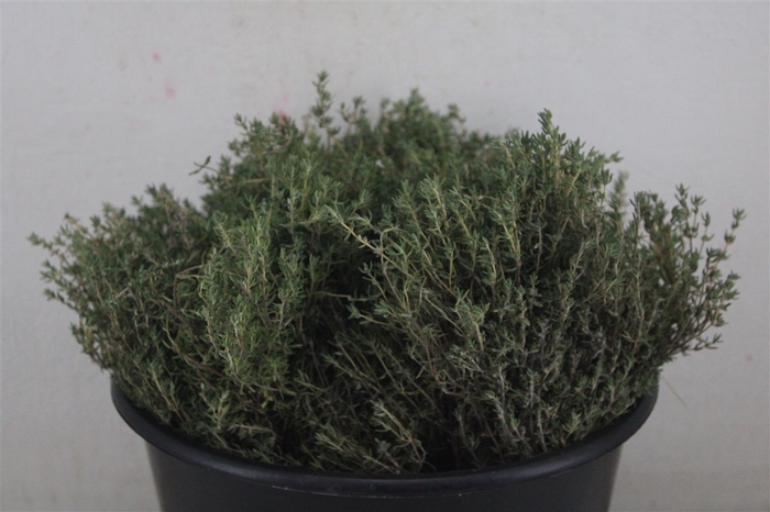 <h4>Thym Scented P Bunch</h4>