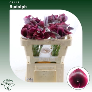 Calla Rudolph