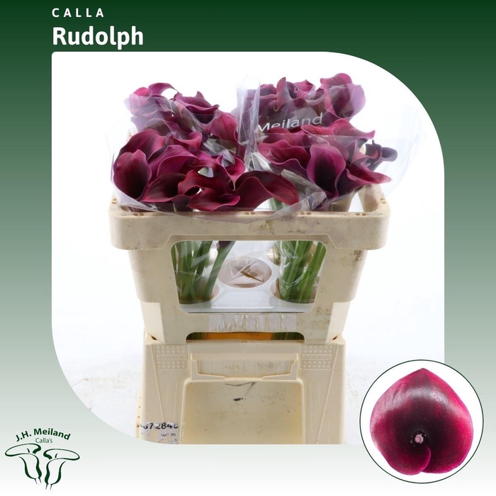<h4>Calla Rudolph</h4>