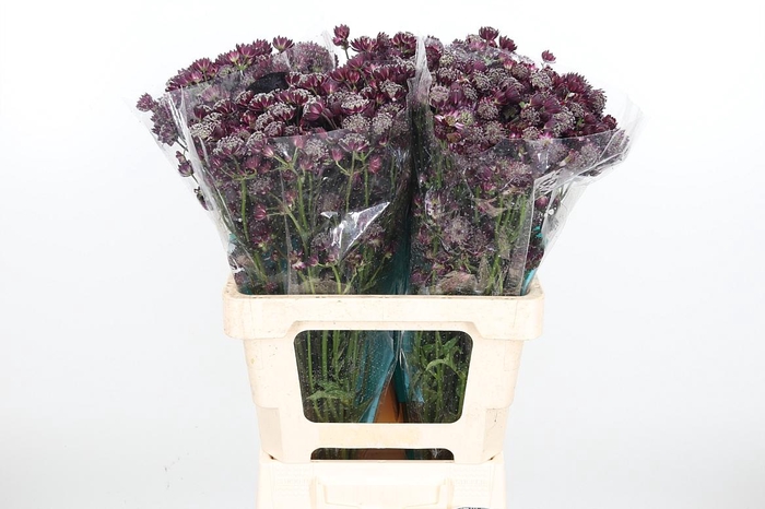 <h4>Astr Star Of Love</h4>