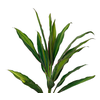 FOLHAGEM DRACENA KIWI