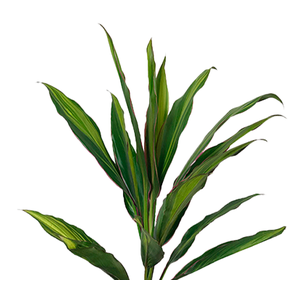 FOLHAGEM DRACENA KIWI