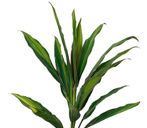 <h4>FOLHAGEM DRACENA KIWI</h4>