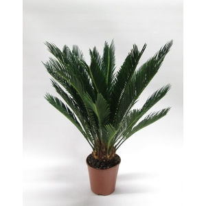 CYCAS REVOLUTA