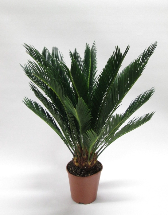 <h4>CYCAS REVOLUTA</h4>