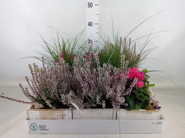 <h4>Arr.   Tuinplanten L%</h4>