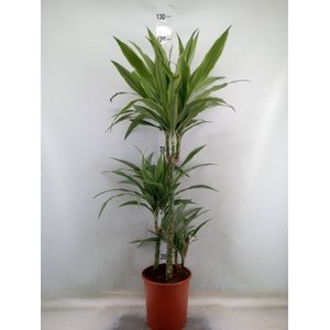 Dracaena fr de 'Warneckei'