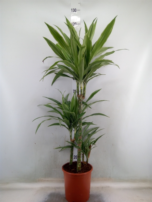 <h4>Dracaena fr de 'Warneckei'</h4>