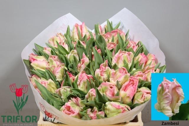 <h4>TU PA ZAMBESI</h4>