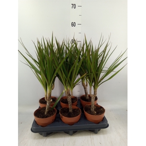 Dracaena marg.