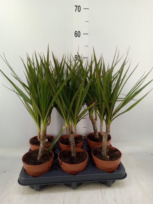 <h4>Dracaena marg.</h4>