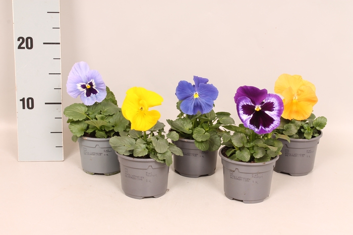 Viola wittrockiana F1 Divers