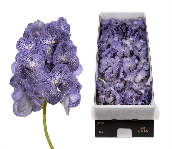 <h4>Vanda 16 tak Blue Spot 800</h4>