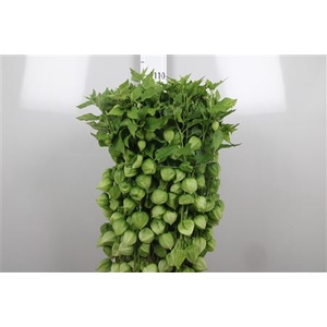Physalis Lampion Tak