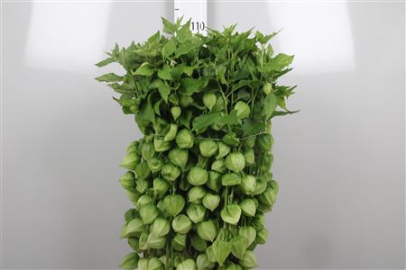 <h4>Physalis Lampion Tak</h4>