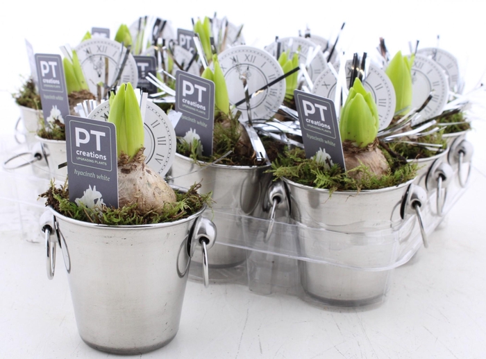 <h4>ARR HYACINTH</h4>