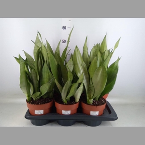 Sansevieria trifa. 'Moonshine'