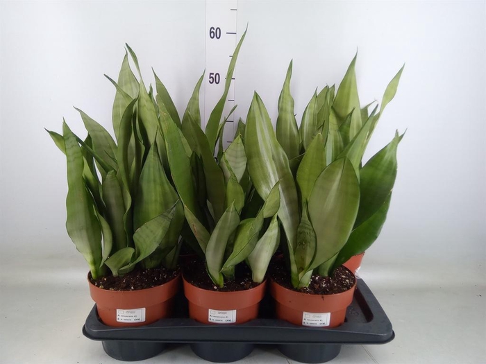 <h4>Sansevieria trifa. 'Moonshine'</h4>