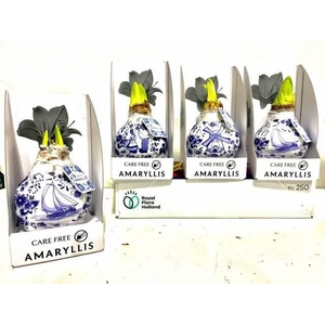 BLOEMBOL HIPPEASTRUM