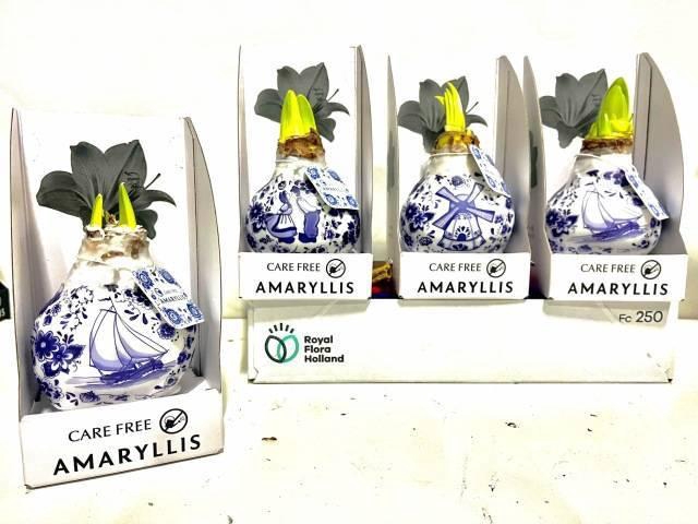 <h4>BLOEMBOL HIPPEASTRUM</h4>