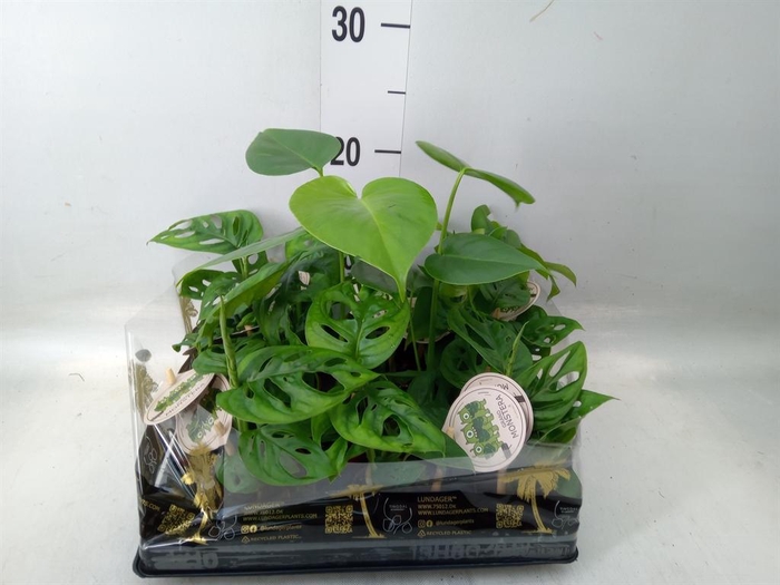 <h4>Monstera ...</h4>