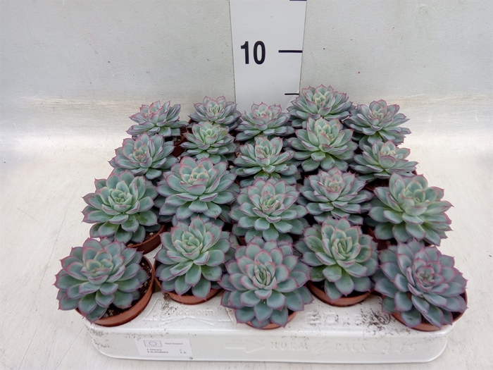 <h4>Echeveria   ...not flowering</h4>