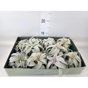 Tillandsia xerographica