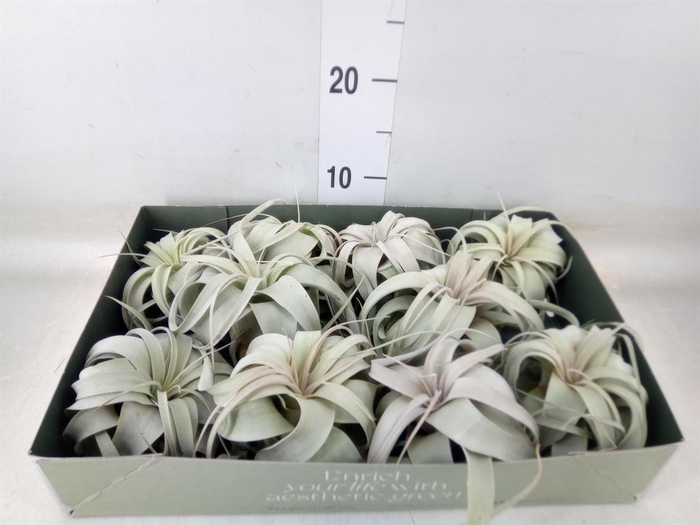 <h4>Tillandsia xerographica</h4>