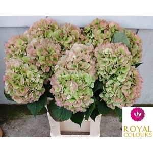 HYDR M CH WHI VER CL