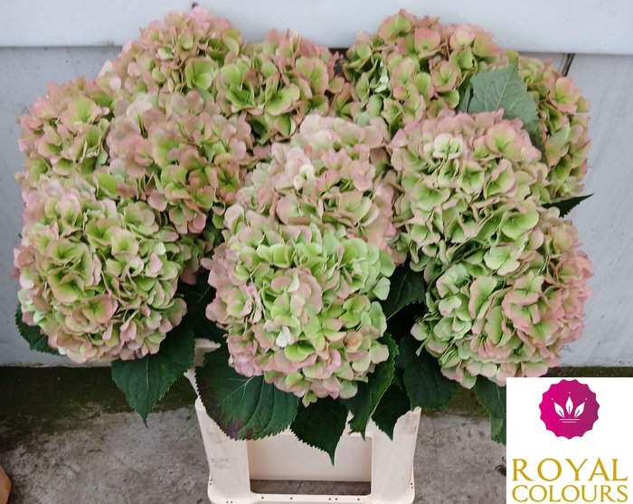 <h4>HYDR M CH WHI VER CL</h4>