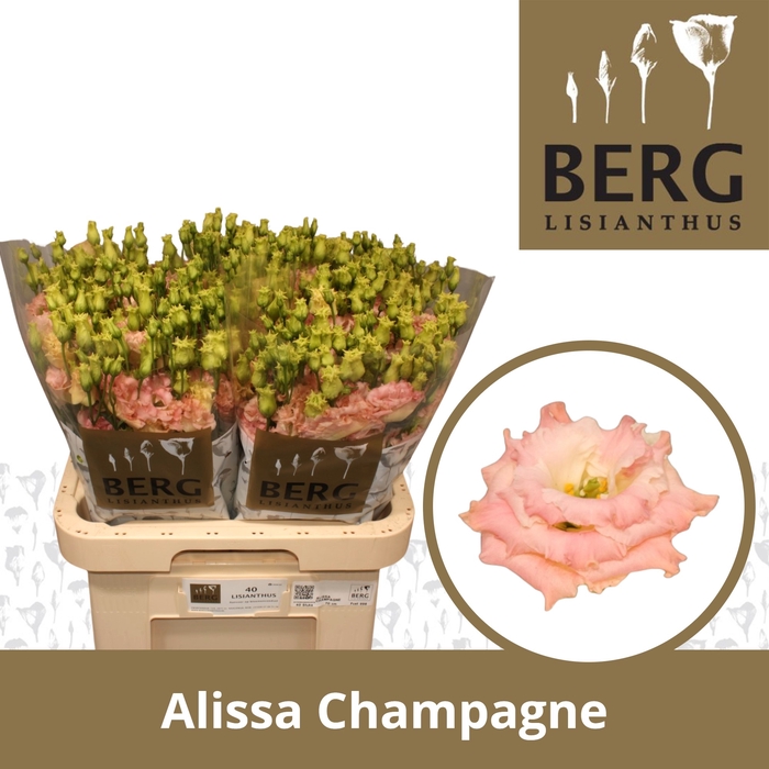 <h4>Lisianthus Alissa Champagne</h4>