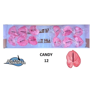 ANTH A CANDY