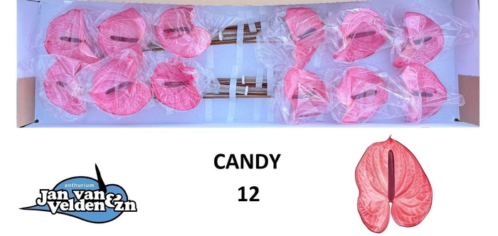<h4>ANTH A CANDY</h4>