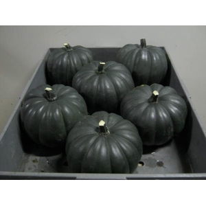 CUC JACK BE BLACK X6