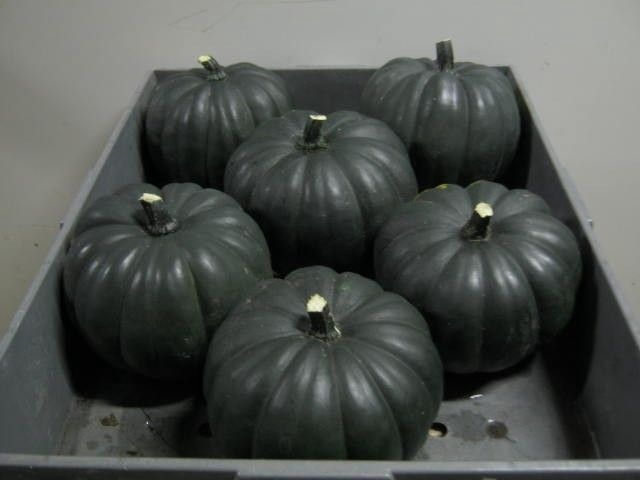 <h4>CUC JACK BE BLACK X6</h4>