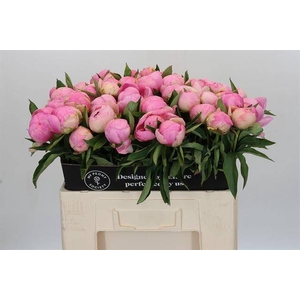 Paeonia pink giant