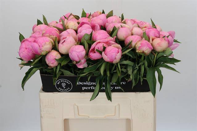 <h4>Paeonia pink giant</h4>