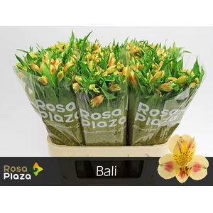 ALSTR BALI