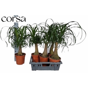 BEAUCARNEA RECUR