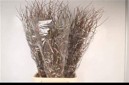 <h4>Chaenomeles Superba</h4>