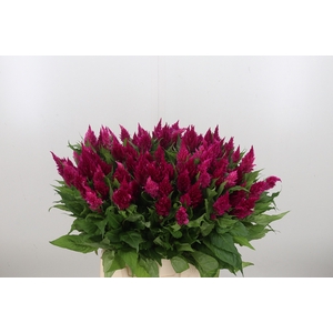 Celosia Pl. Century Purple