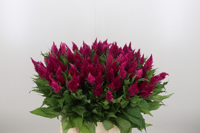 <h4>Celosia Pl. Century Purple</h4>