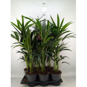 Howea forsteriana