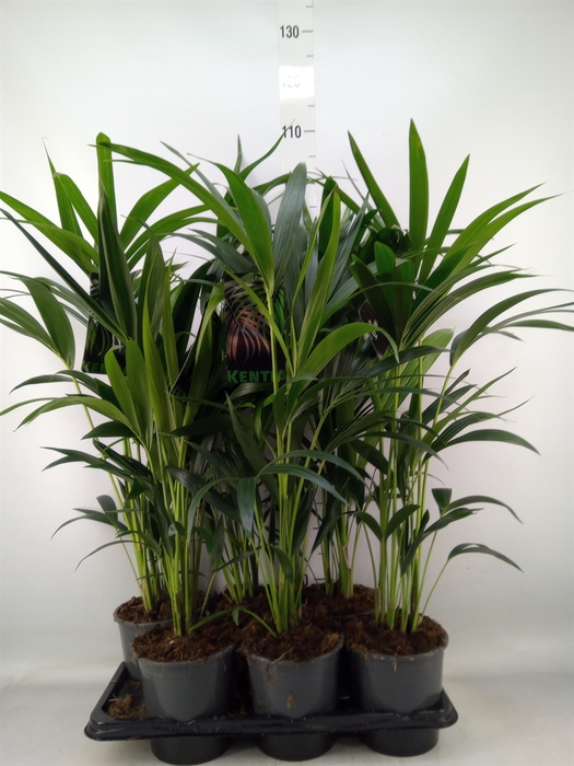 <h4>Howea forsteriana</h4>