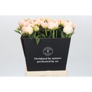 Paeonia In Full Sail