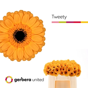 Germini Tweety Water