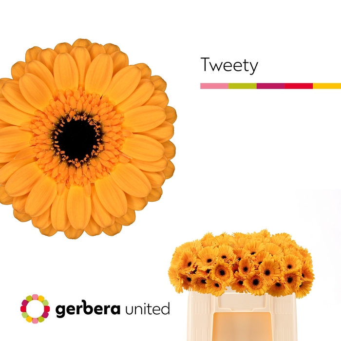 <h4>Germini Tweety Water</h4>