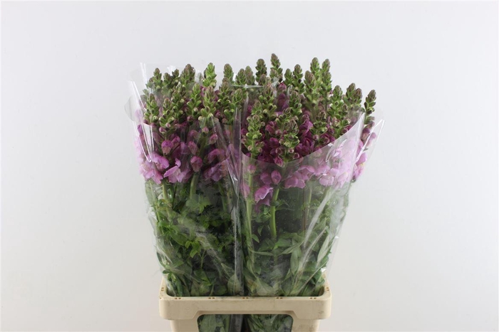 <h4>Antir Poto Lavender</h4>