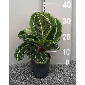 Calathea