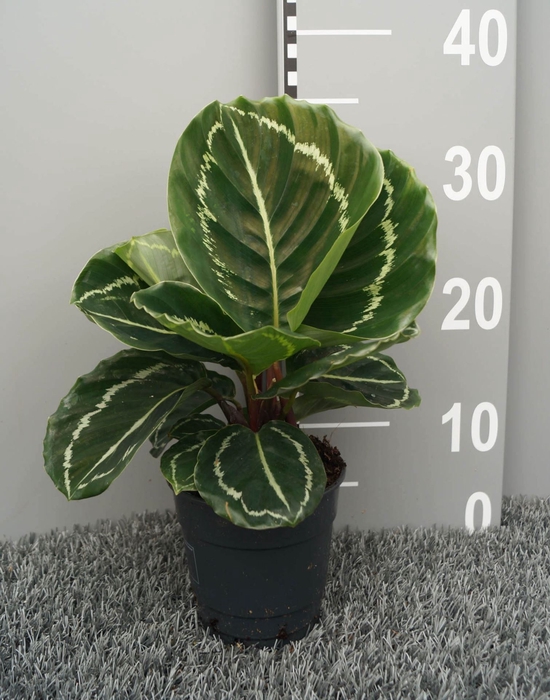 <h4>Calathea</h4>